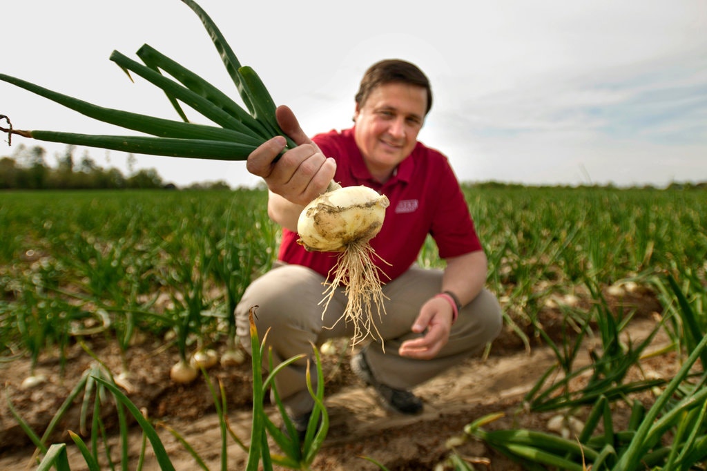 Order farm fresh Vidalia Onions online at www.hendrixfarms.com .  Vidalia Onions are sold in Jumbo and Medium sizes and shipped in 10, 25, and 40 pound boxes.  Vidalia Onion relish, salsa, BBQ sauces, and pickles are available to order year round. 